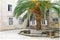 Budva, Montenegro. Big green palm tree in the courtyard of an old house in the Old Town