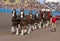 Budweiser Clydesdale Horses Team