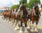 Budweiser Clydesdales getting ready to parade