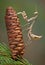 Budwing mantis on pine cone