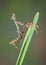 Budwing mantis on plant