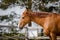 Budyonny chestnut dressage gelding horse with white line posing in paddock in spring daytime