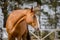 Budyonny chestnut dressage gelding horse with white line posing in paddock in spring daytime