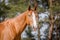 Budyonny chestnut dressage gelding horse with white line posing in paddock in spring daytime