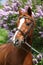 Budyonny horse in front of flowering tree