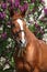 Budyonny horse in front of flowering tree