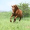 Budyonny horse running in spring