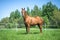 Budyonny mare in halter in green meadow