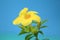 A bueatiful yellow flower on a plant