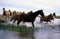 buenos aires argentna polo horses running on a plain with a river