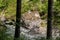 Buerser Schlucht, Vorarlberg, Austria - the most beautiful landscapes in the Alps