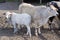 Bufalo family of big bull, white cow and cattle standing in zoo aviary yard