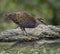 Buff-Banded Rail Bird