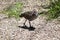 The buff banded rail is on the look out for danger