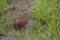 Buff-banded rail on paddy field