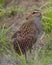 Buff-banded rail on paddy field