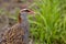 Buff-banded rail on paddy field