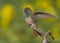 Buff-bellied hummingbird