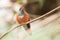 Buff-bellied Hummingbird Amazilia