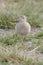 Buff-breasted Sandpiper bird
