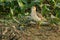 Buff-breasted Sandpiper - Calidris subruficollis