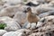 Buff Breasted sandpiper walks along rocky shore