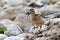 Buff Breasted sandpiper walks along rocky shore