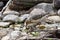 Buff Breasted sandpiper walks along rocky shore