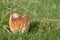 Buff cap mushroom (Hygrophorus pratensis)