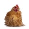 Buff Cochin chicken on white background