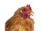 Buff Cochin chicken on white background