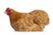 Buff Cochin chicken on white background