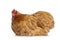 Buff Cochin chicken on white background