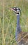 Buff-crested bustard, Maasai Mara Game Reserve, Kenya