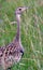 Buff-crested bustard, Maasai Mara Game Reserve, Kenya