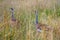 Buff-crested bustards, Maasai Mara Game Reserve, Kenya