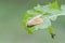 Buff ermine Spilosoma lutea on dry leaf
