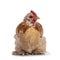 Buff mille fleur cochin bantam chicken on white