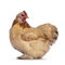 Buff mille fleur cochin bantam chicken on white