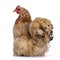 Buff mille fleur cochin bantam chicken on white