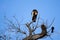 Buff-necked Ibis in Bare Tree Grooming