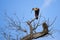 Buff-necked Ibis in Bare Tree Looking Down