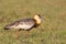 Buff necked Ibis standing in grassland