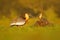 Buff-necked Ibis, Theristicus caudatus, exotic bird in the nature habitat, bird sitting in grass with beautiful evening sun light,