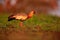 Buff-necked Ibis, Theristicus caudatus, exotic bird in the nature habitat, bird sitting in grass with beautiful evening sun light,