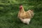 Buff orpington