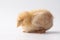 Buff Orpington baby chick sleeping