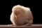 Buff Orpington baby chick standing up while sleeping