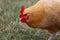 Buff Orpington Chicken