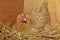 Buff Orpington chicken hen on nest.